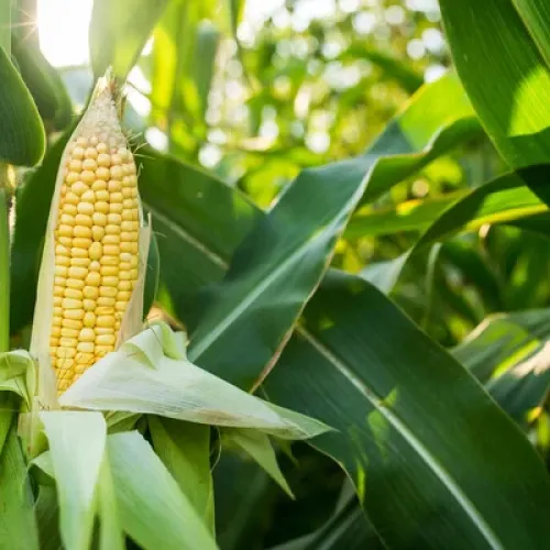 Sweet Corn